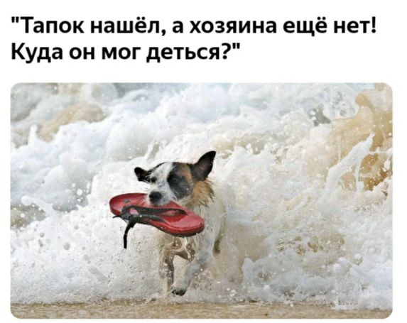 Тапок нашёл а хозяина ещё нет Куда он мог деться