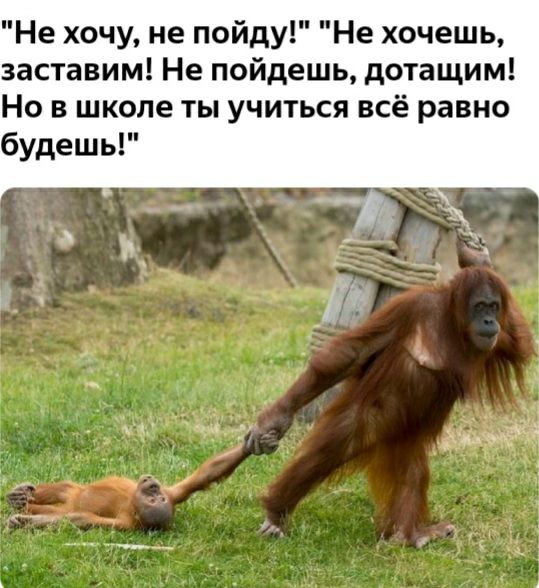 Не хочу не пойду Не хочешь заставим Не пойдешь дотащим Но в школе ты учиться всё равно будешь _
