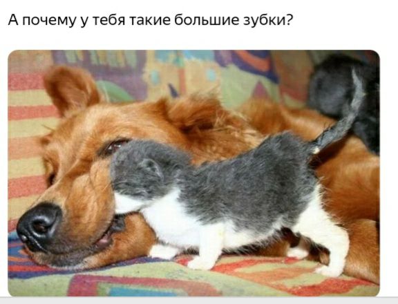 А почему у тебя такие большие зубки
