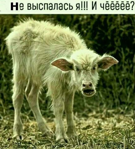 Не выспалась я И чёёёёё