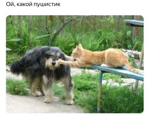 Ой какой пушистик