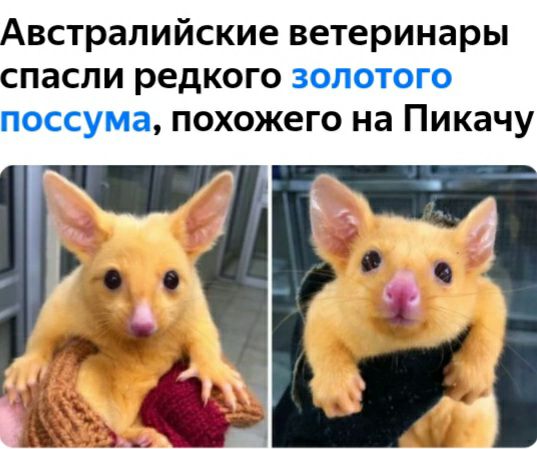 встралийские ветеринары пасли редкого похожего на Пикачу