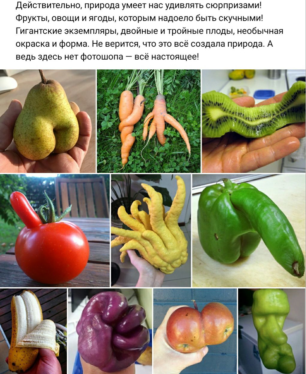 Действительно природа умеет нас удивлять сюрпризами Фрукты овощи и ягоды которым надоело быть скучными Гигантские экземпляры двойные и тройные плоды необычная окраска и форма Не верится что это всё создала природа А ведь здесь нет фотошопа всё настоящее