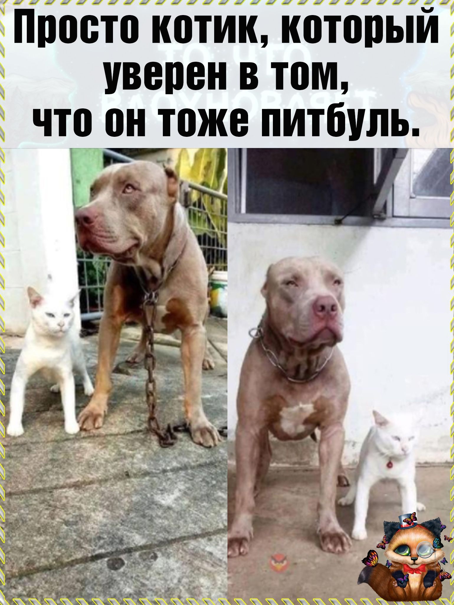 дыД ___ Піоето іютик іютщіый уверен в том что он тоже питбуль