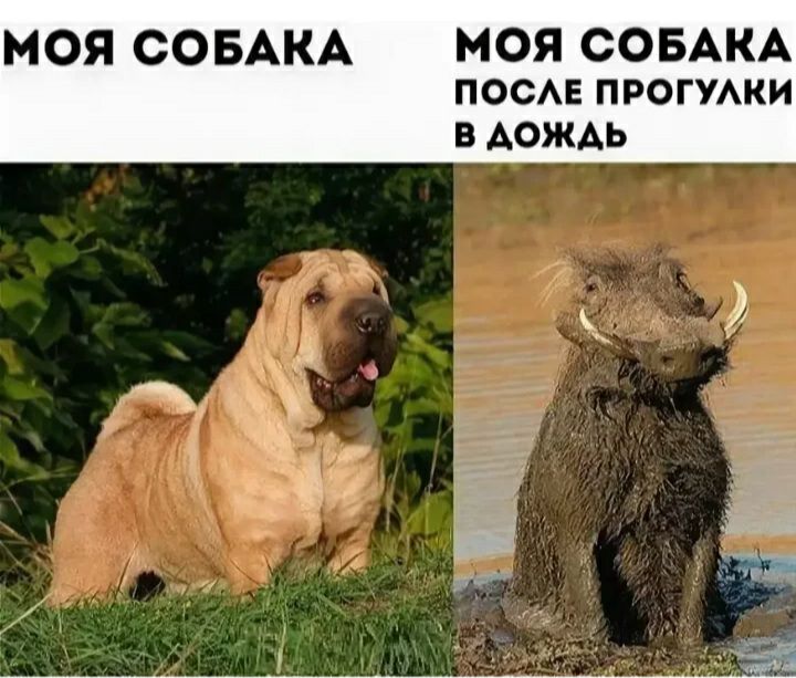 МОЯ СОБАКА МОЯ СОБАКА ПОСАЕ ПРОГУАКИ В АОЖАЬ к _ ё