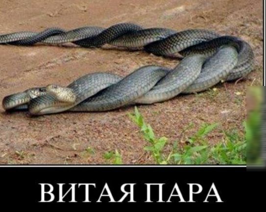 а ВИТАЯ ПАРА