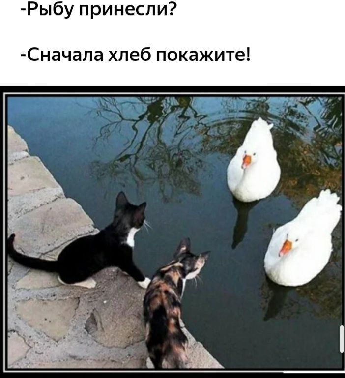 Рыбу принесли Сначала хлеб покажите