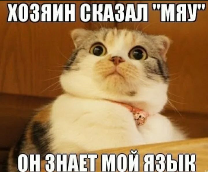 хозяин ВНАЗАЛ МПУ