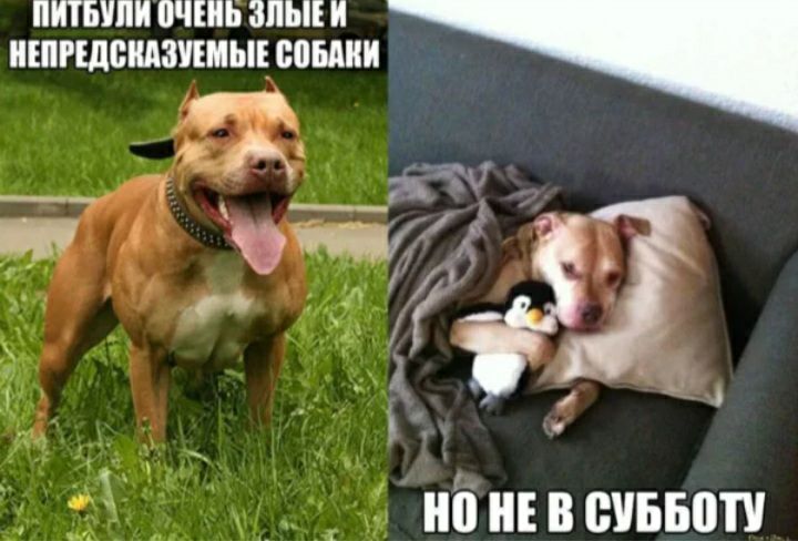 Питьули очень злые и непредсказуемые собаки