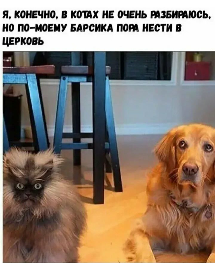 Я К0НЕЧН0 В КОЩХ НЕ ОЧЕНЬ НЗБИРАЮСЬ НО ПО МОЕМУ БАРСИКА ПОШ НЕСТИ В ЦЕРКОВЬ