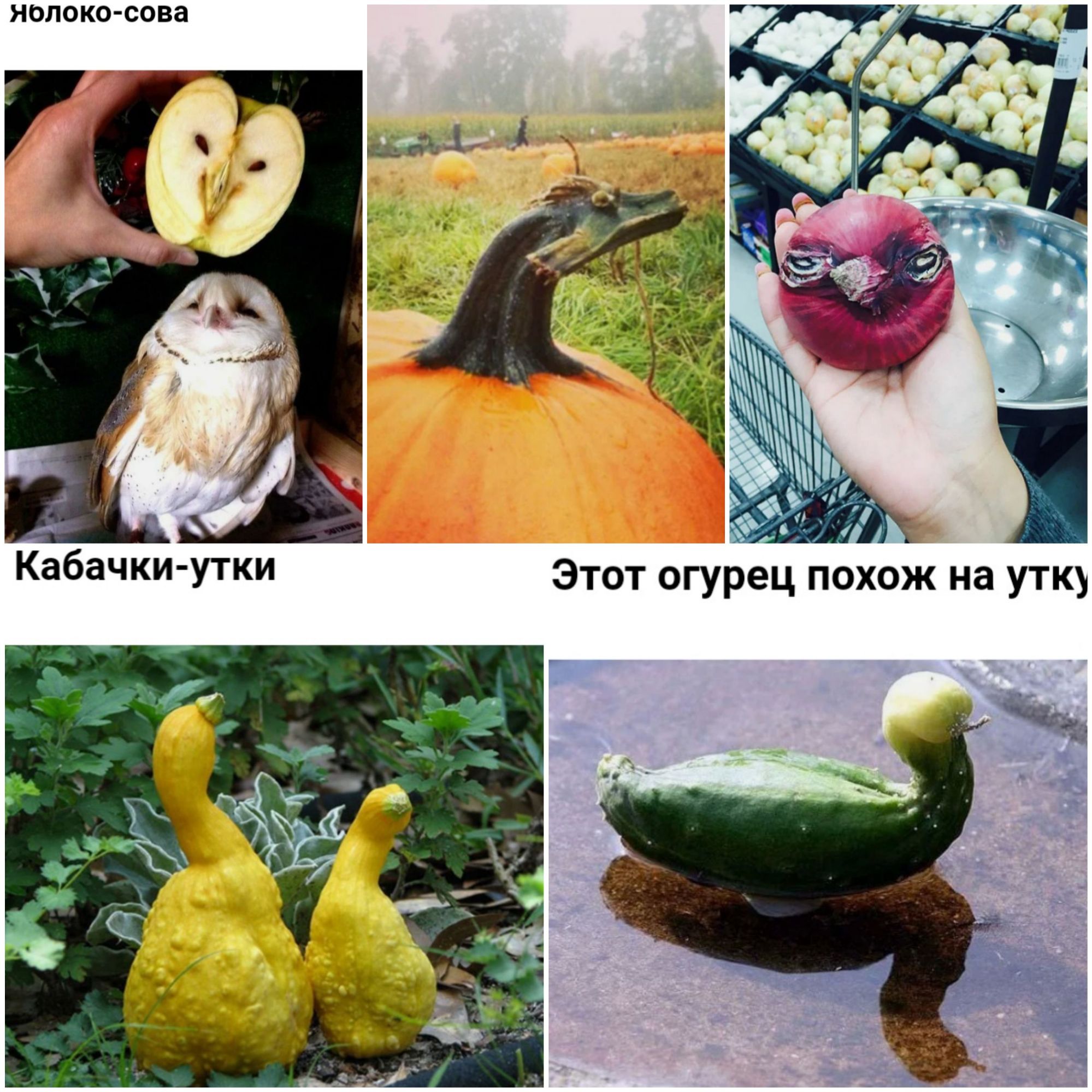НОЛОКО СОВЗ в УТ ку