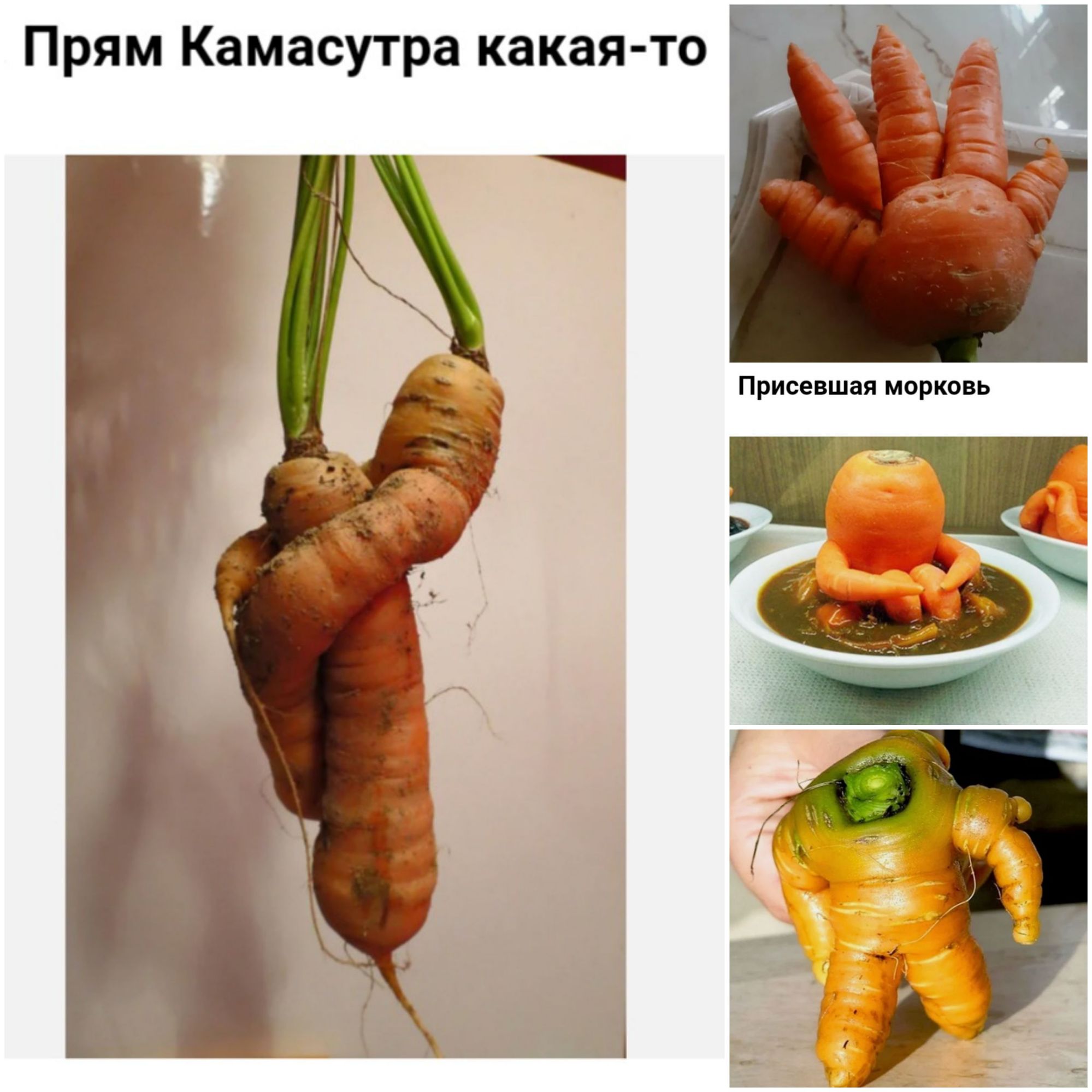 Присевшая морковь
