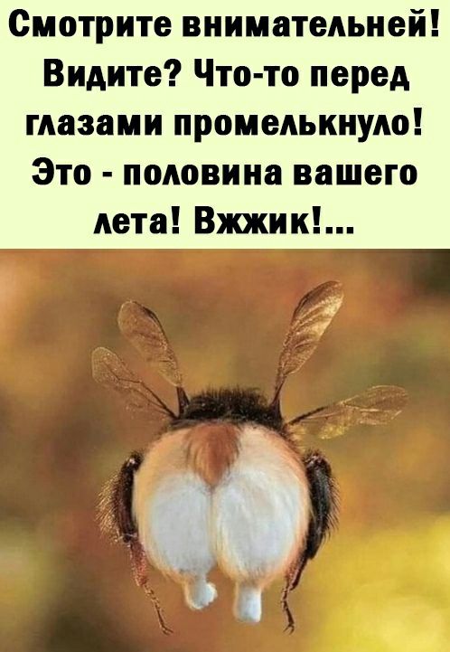 Смотрите внимательней Видите Что то перед глазами промелькнуло Это половина вашего лета Вжжик