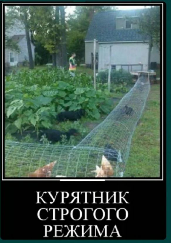 КУРЯТНИК СТР ОГОГО РЕЖИМА