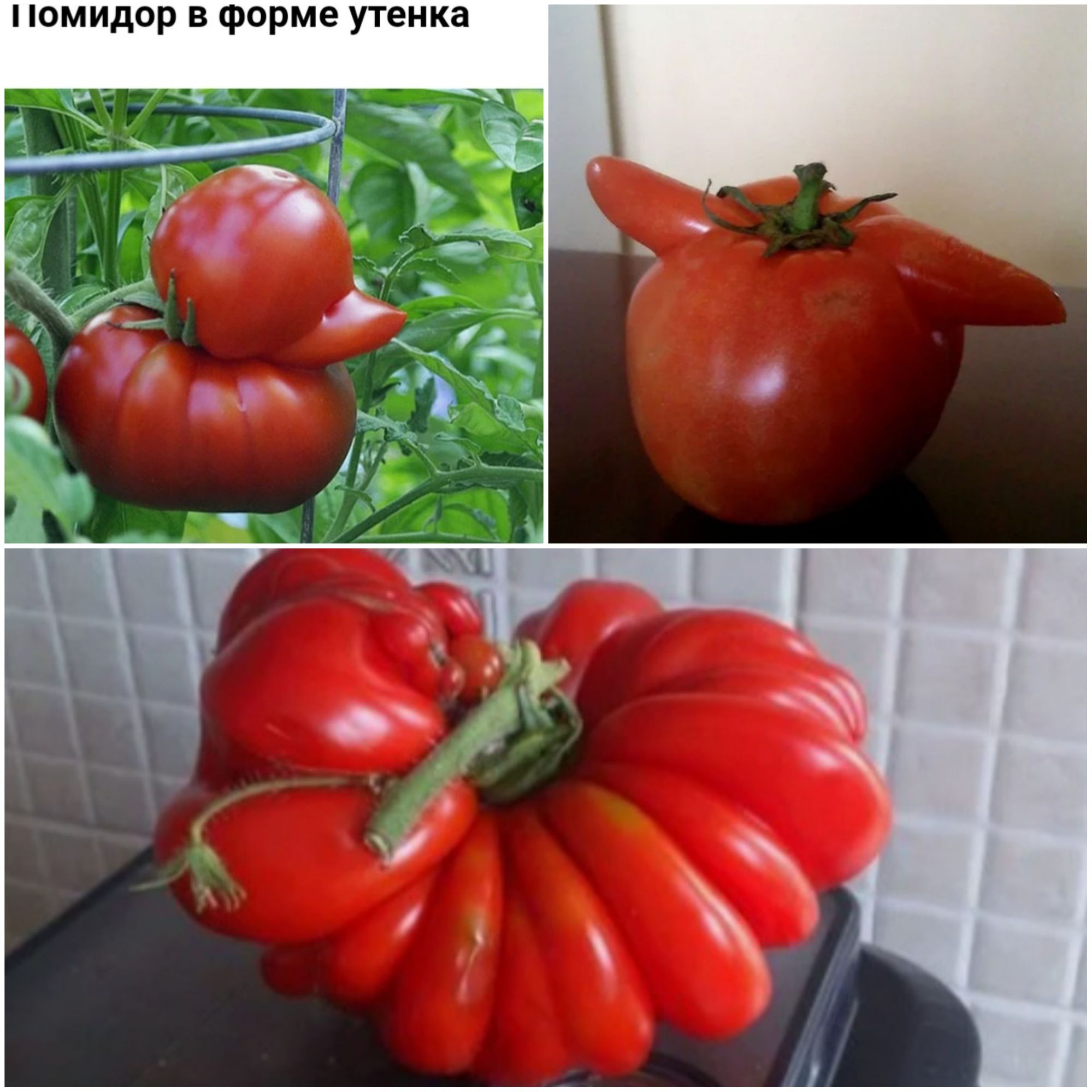 помидор в форме утенка