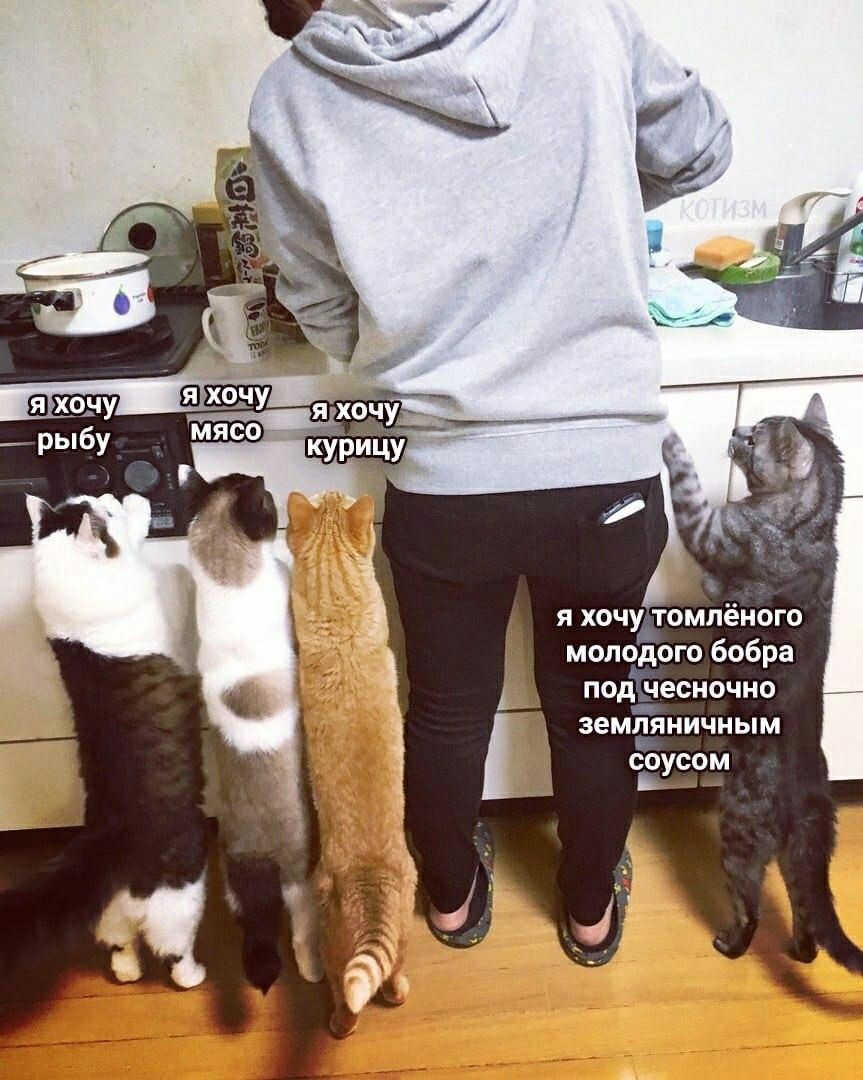 я хочу томлёного молодого бобра под чесночно земля НИЧНЫМ о_оусом Е