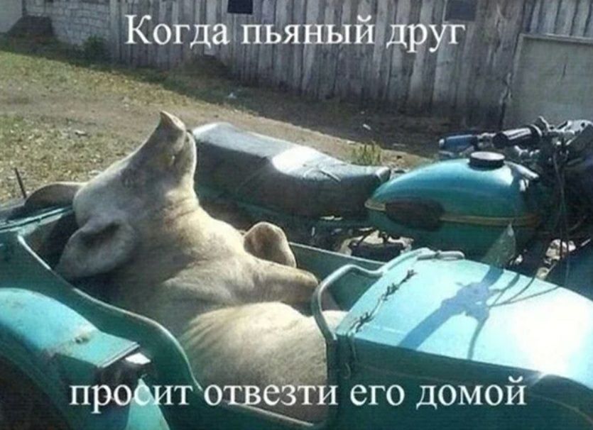 Когда пьяЁыиддруг проктотвёги его домой