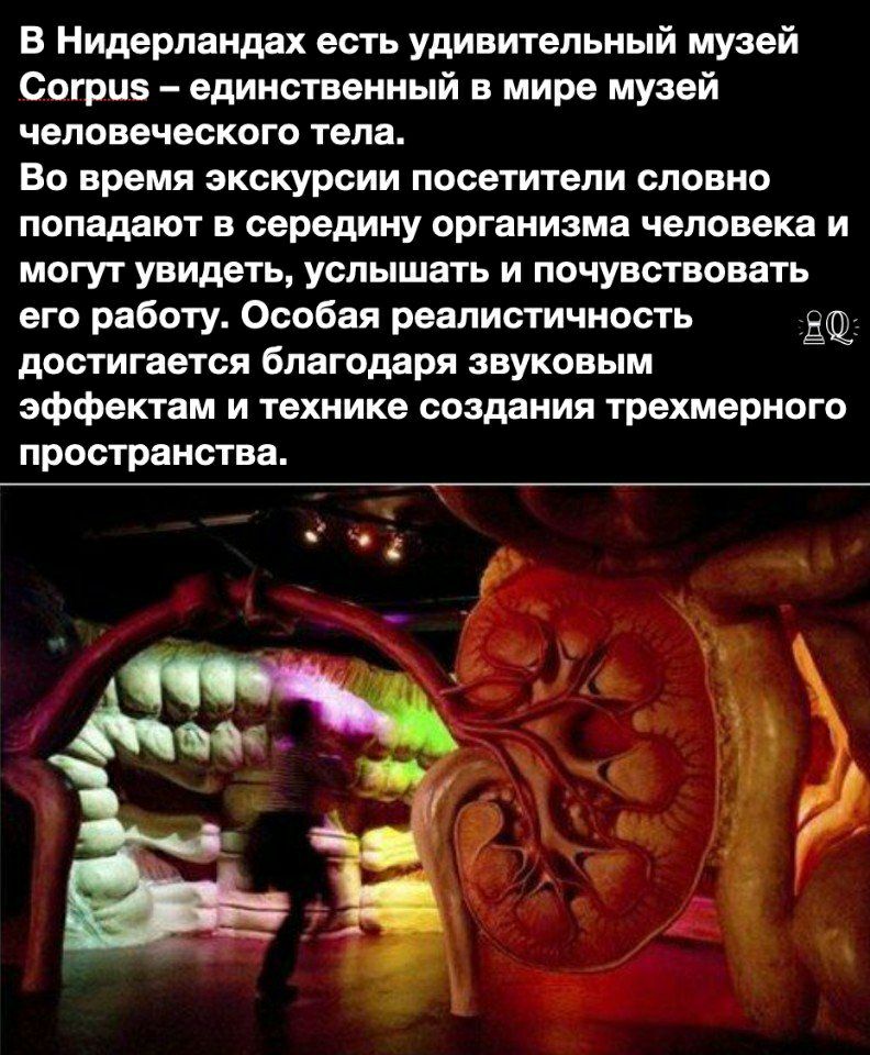В Нидерландах есть удивительный музей Согриэ единственный в мире музей человеческого тела Во время экскурсии посетители словно попадают в середину организма человека и могут увидеть услышать и почувствовать его работу Особая реалистичность достигается благодаря звуковым эффектам и технике создания трехмерного пространства