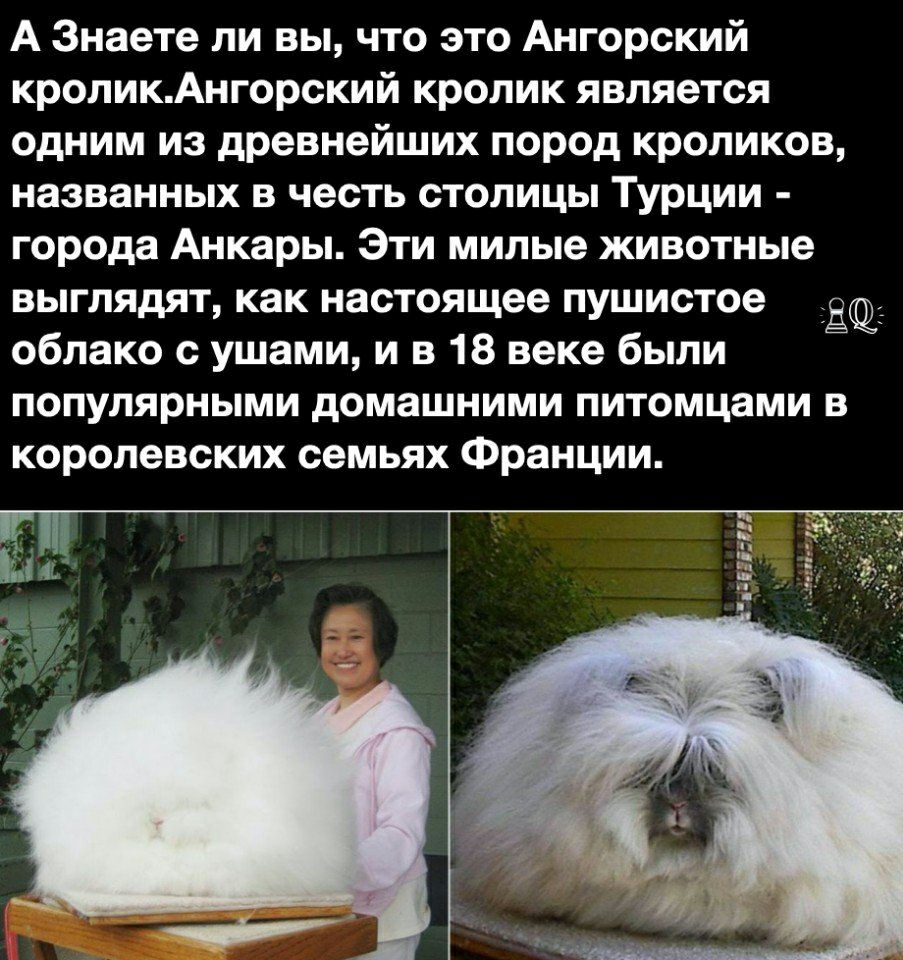 А Знаете ли вы что это Ангорский кроликАнгорский кролик является одним из древнейших пород кроликов названных в честь столицы Турции города Анкары Эти милые животные выглядят как настоящее пушистое облако с ушами и в 18 веке были популярными домашними питомцами в королевских семьях Франции