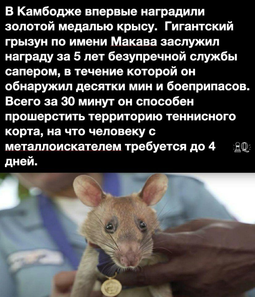 В Камбодже впервые наградили золотой медалью крысу Гигантский грызун по имени Макава заслужил награду за 5 лет безупречной службы сапером в течение которой он обнаружил десятки мин и боеприпасов Всего за 30 минут он способен прошерстить территорию теннисного корта на что человеку с металлоискателем требуется до 4 дней
