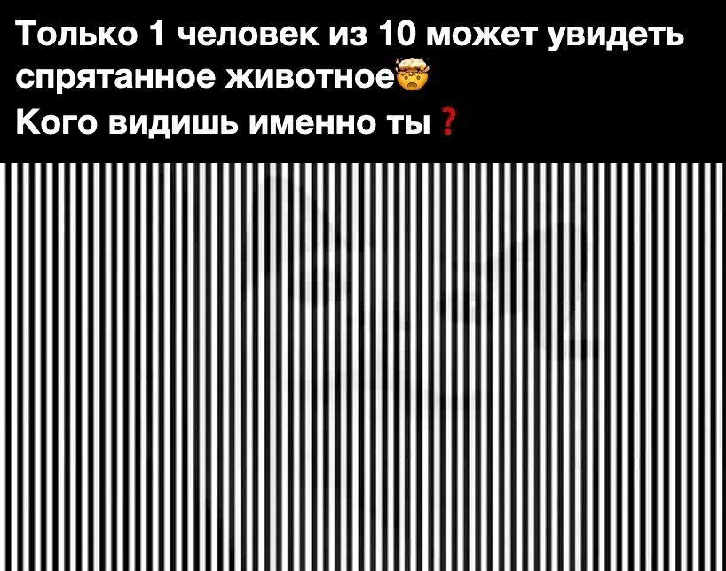 Только 1 человек из 10 может увидеть спрятанное животное КОГО ВИДИШЬ ИМЭННО ТЫ