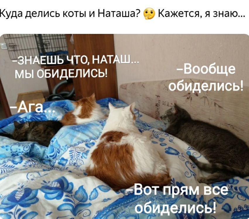 Куда делись коты и Наташа Кажется я знаю