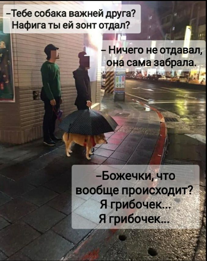Тебе собака важней друга Нафига ты ей зонт отдал Божечки что вообще происходит _ Я грибочек Я грибочек