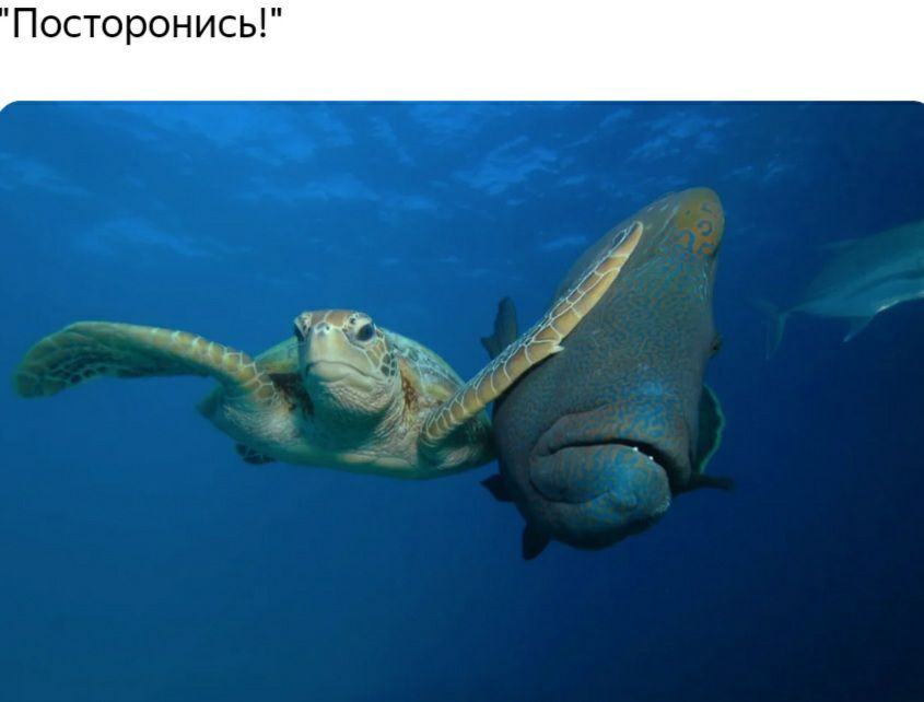 Посторонись