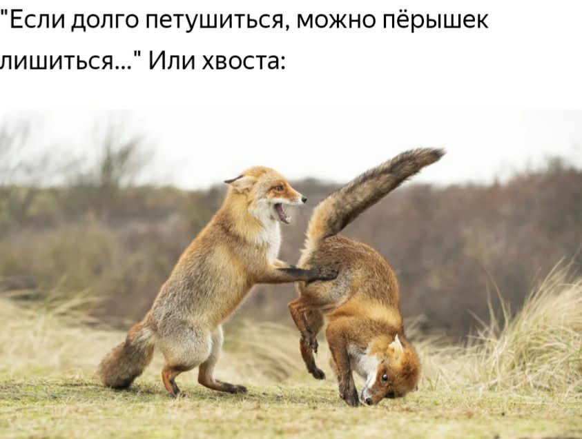 Если долго петушиться можно пёрышек лишиться Или хвоста
