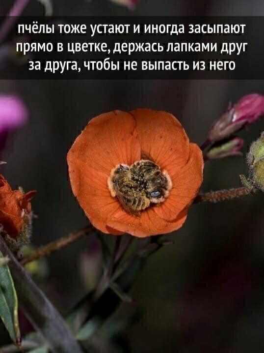 пчёлы тоже устают и иногда засыпают прямо в цветке держась лапками друг за дРУГа чтобы не выпасть из него