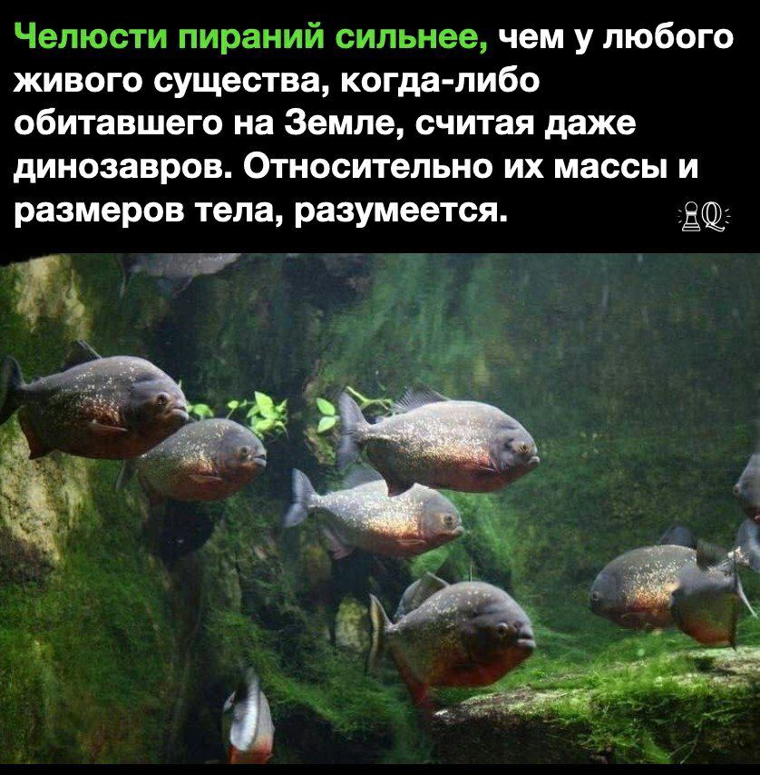 Челюсти пираний сильнее чем у любого живого существа когда либо обитавшего на Земле считая даже динозавров Относительно их массы и размеров тела разумеется