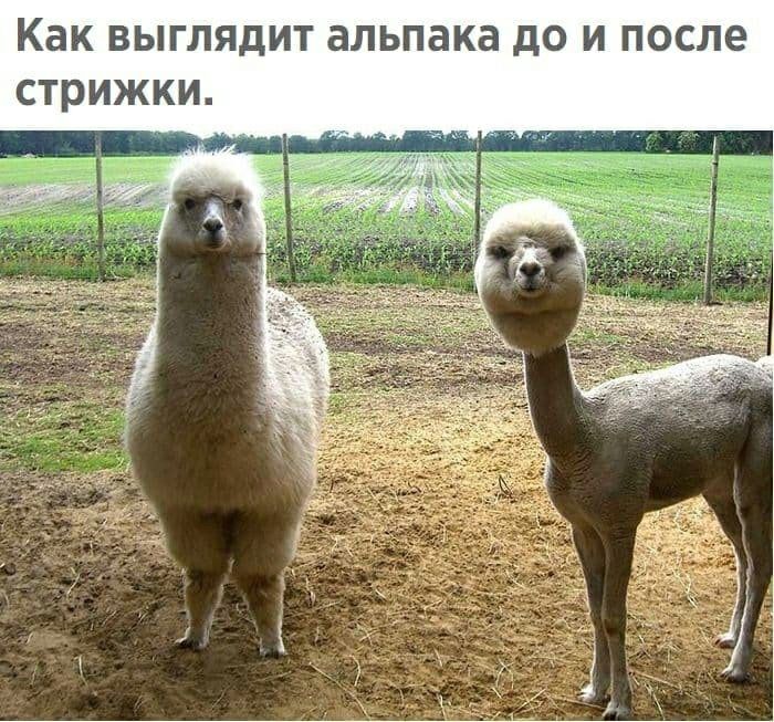 Как ВЫГЛЯДИТ альпака до И после стрижки