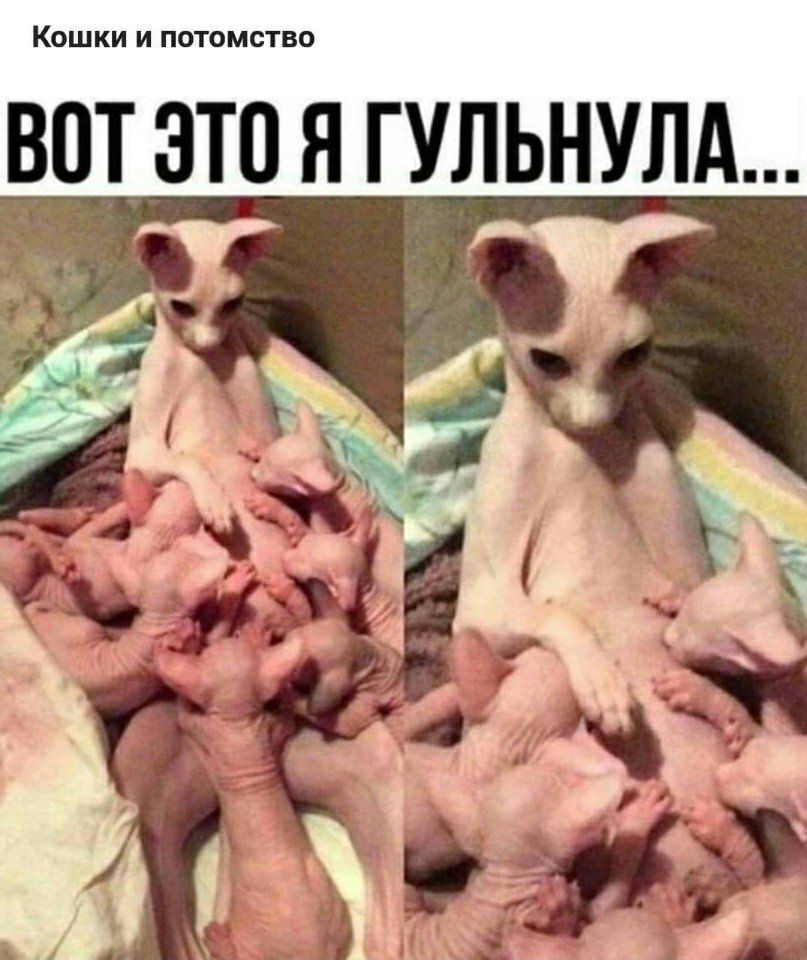 ВПТ ЭТО Я ГУЛЬНУЛА Км