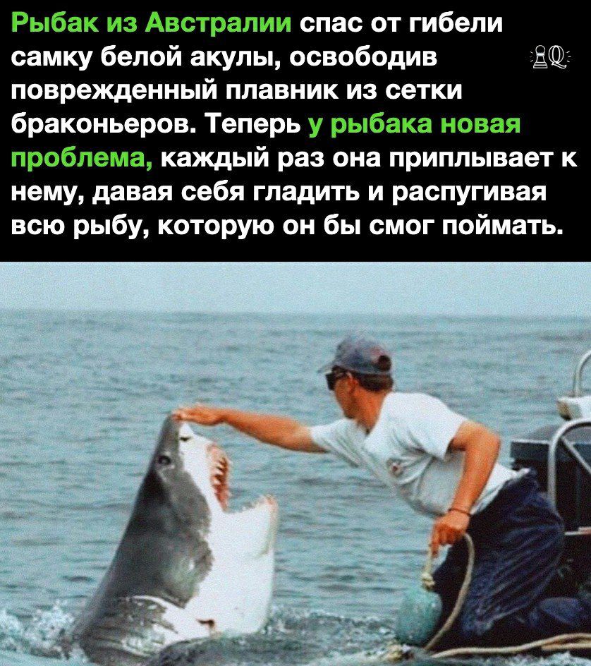 Рыбак из Австралии спас от гибели самку белой акулы освободив поврежденный плавник из сетки браконьеров Теперь у рыбака новая проблема каждый раз она приплывает к нему давая себя гладить и распугивая всю рыбу которую он бы смог поймать