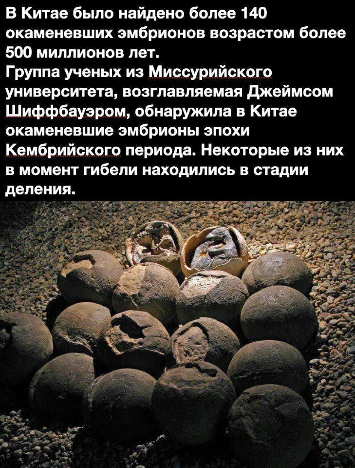 В Китае было найдено более 140 окаменевших эмбрионов возрастом более 500 миллионов лет Группа ученых из Миссурийского университета возглавляемая джеймсом Шиффбауэром обнаружила в Китае окаменевшие эмбрионы эпохи Кембрийского периода Некоторые из них в момент гибели находились в стадии деления