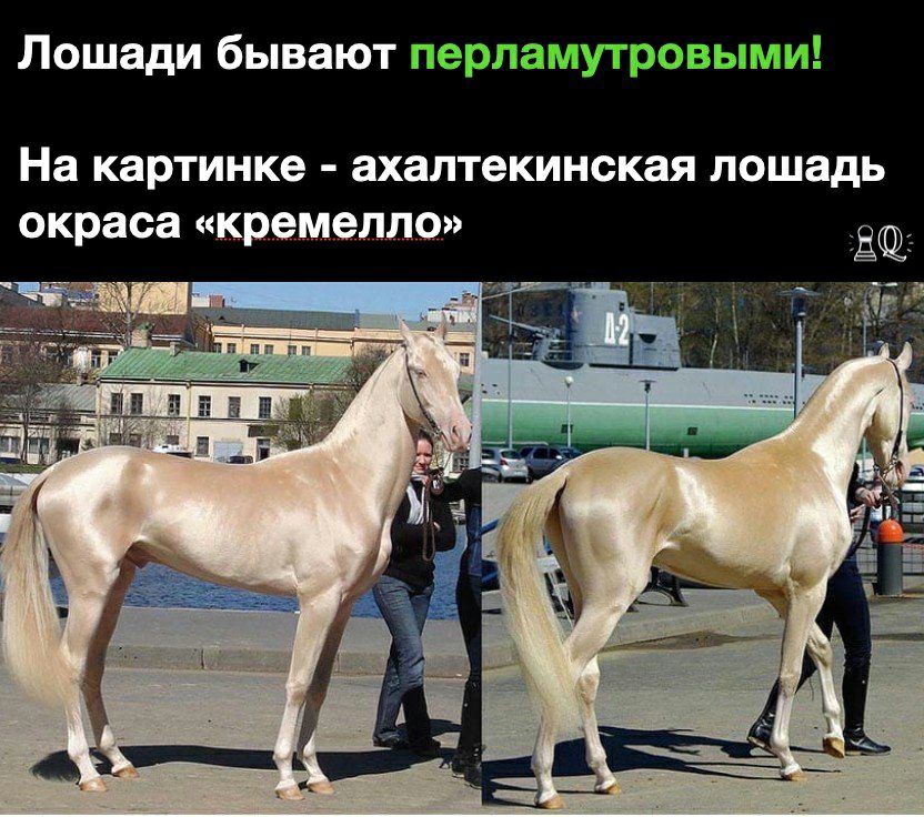 Лошади бывают перламутровыми На картинке ахалтекинская лошадь окраса кремелло