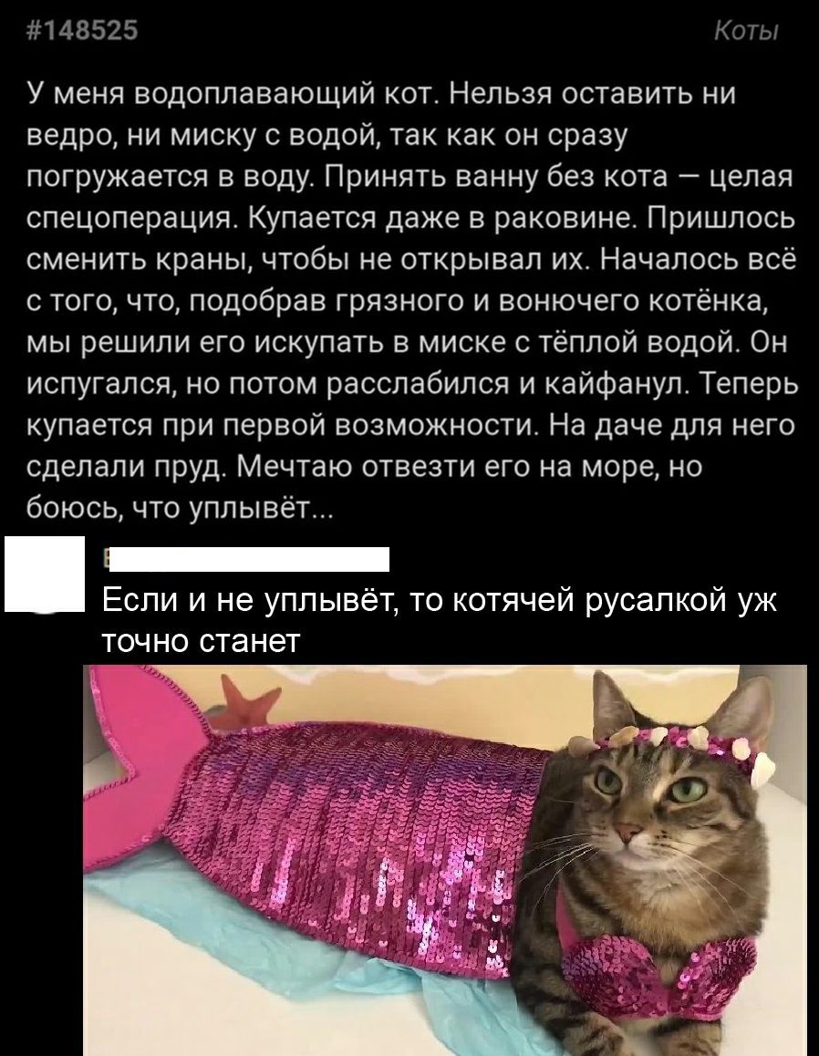Как объяснить котенку что нельзя. Котам нельзя с котами нельзя. С котами нельзя. Кот нельзя. Картинка нельзя котам.
