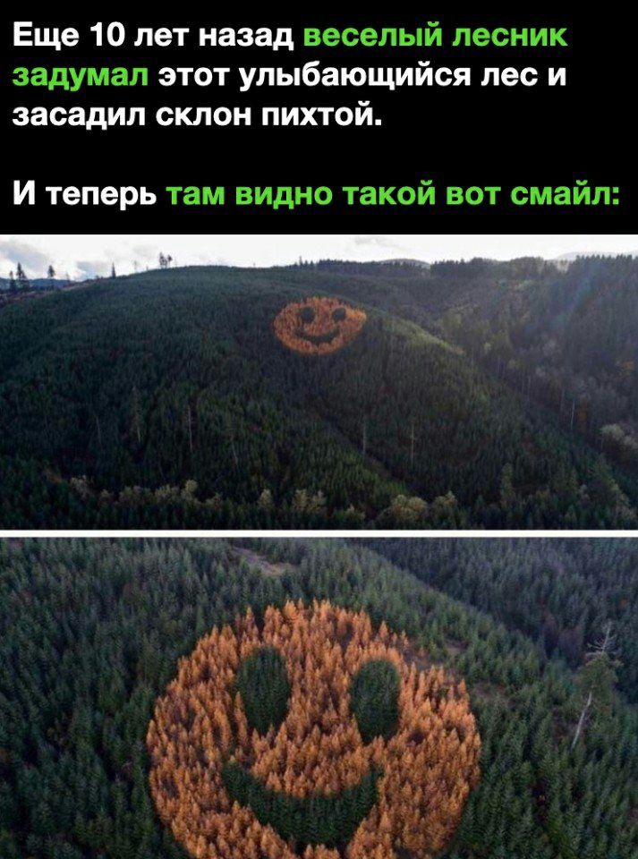 Еще 10 лет назад веселый лесник задумал этот улыбающийся лес и засадил склон пихтой И теперь там видно такой вот смайл _ иъ