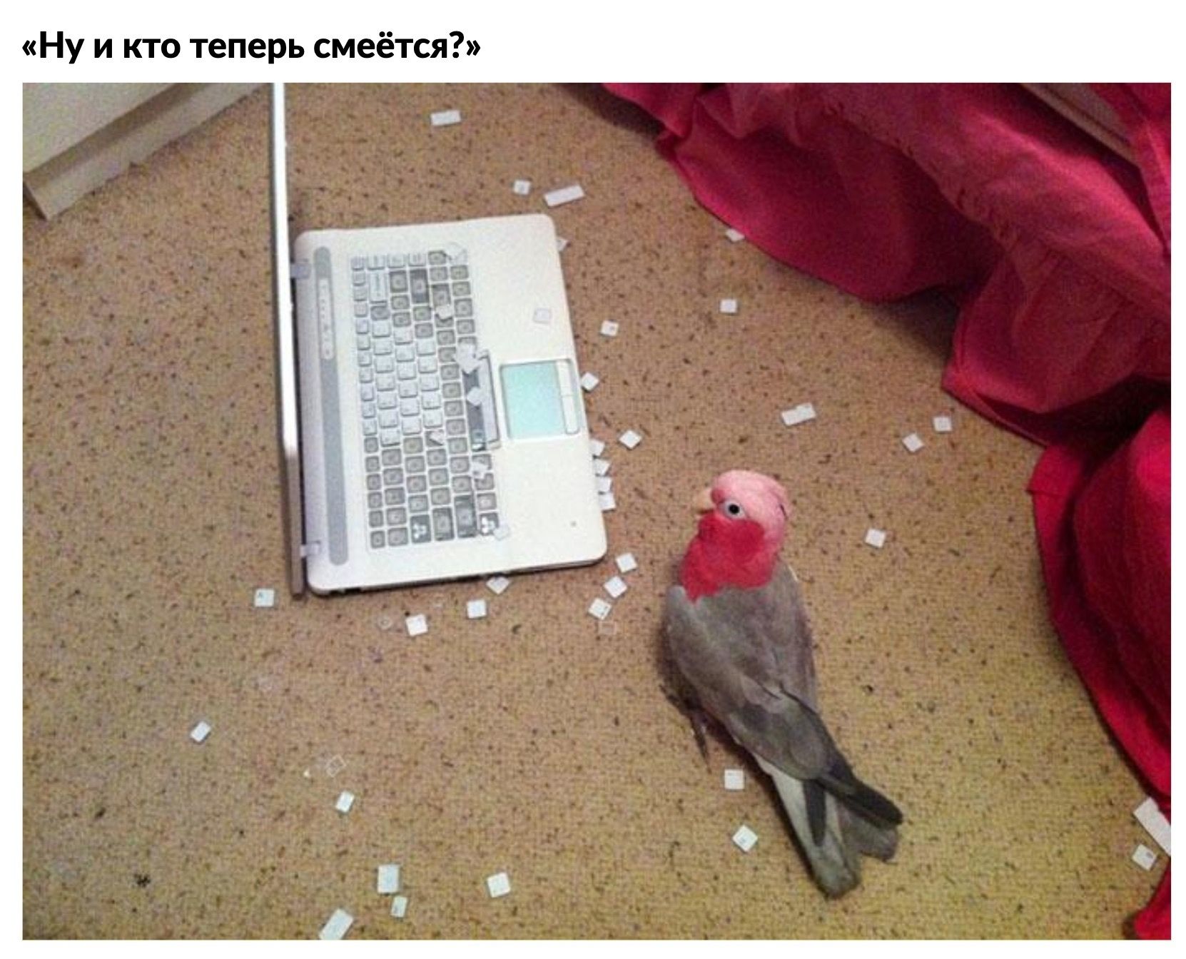 Ну и кто теперь смеётся