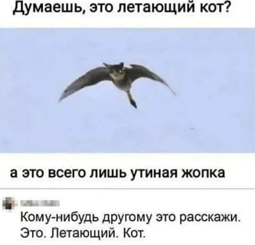 Думаешь это летающий кот а ЭТО ВСЭГО ЛИШЬ УТИНЗЯ ЖОПКЗ 1 Кому нибудь другому это расскажи Это Летающий Кот