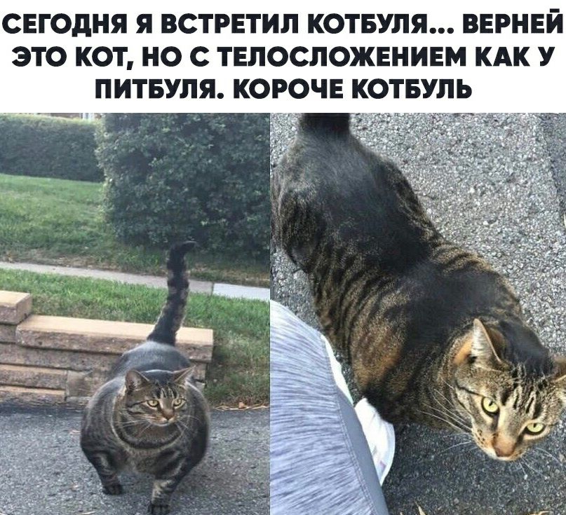 СЕГОДНЯ Я ВСТРЕТИЛ КОТБУЛЯ ВЕРНЕЙ ЭТО КОТ НО С ТЕЛОСЛОЖЕНИЕМ КАК У ПИТБУЛЯ КОРОЧЕ КОТБУЛЬ