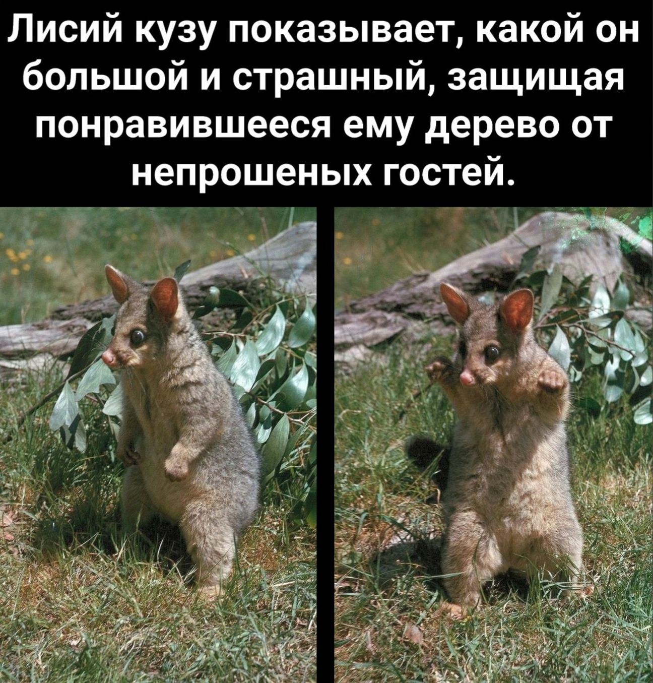 Лисий кузу показывает какой он большой и страшный защищая понравившееся ему дерево от непрошеных гостей
