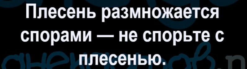 Плесень размножается спорами не спорьте с плесенью
