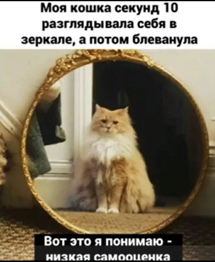 Моя кошка секунд 10 разглядывала себя в зеркале а потом блеванупа _ Вот это я пбнимаю 13 низкая СЗМООЦЕНКЗ