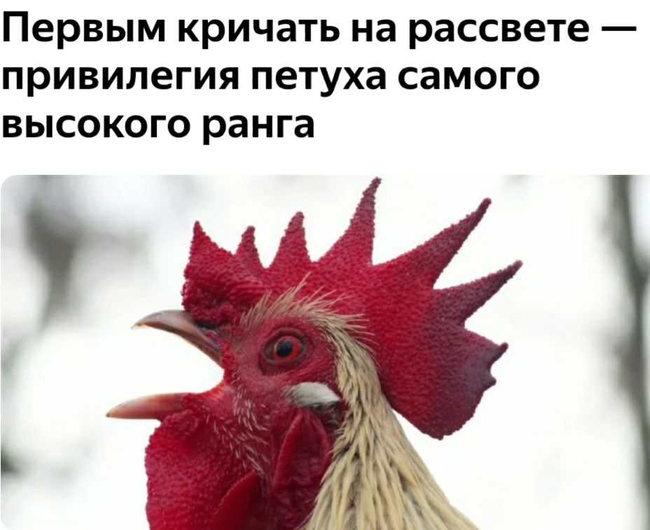 Первым кричать на рассвете привилегия петуха самого высокого ранга