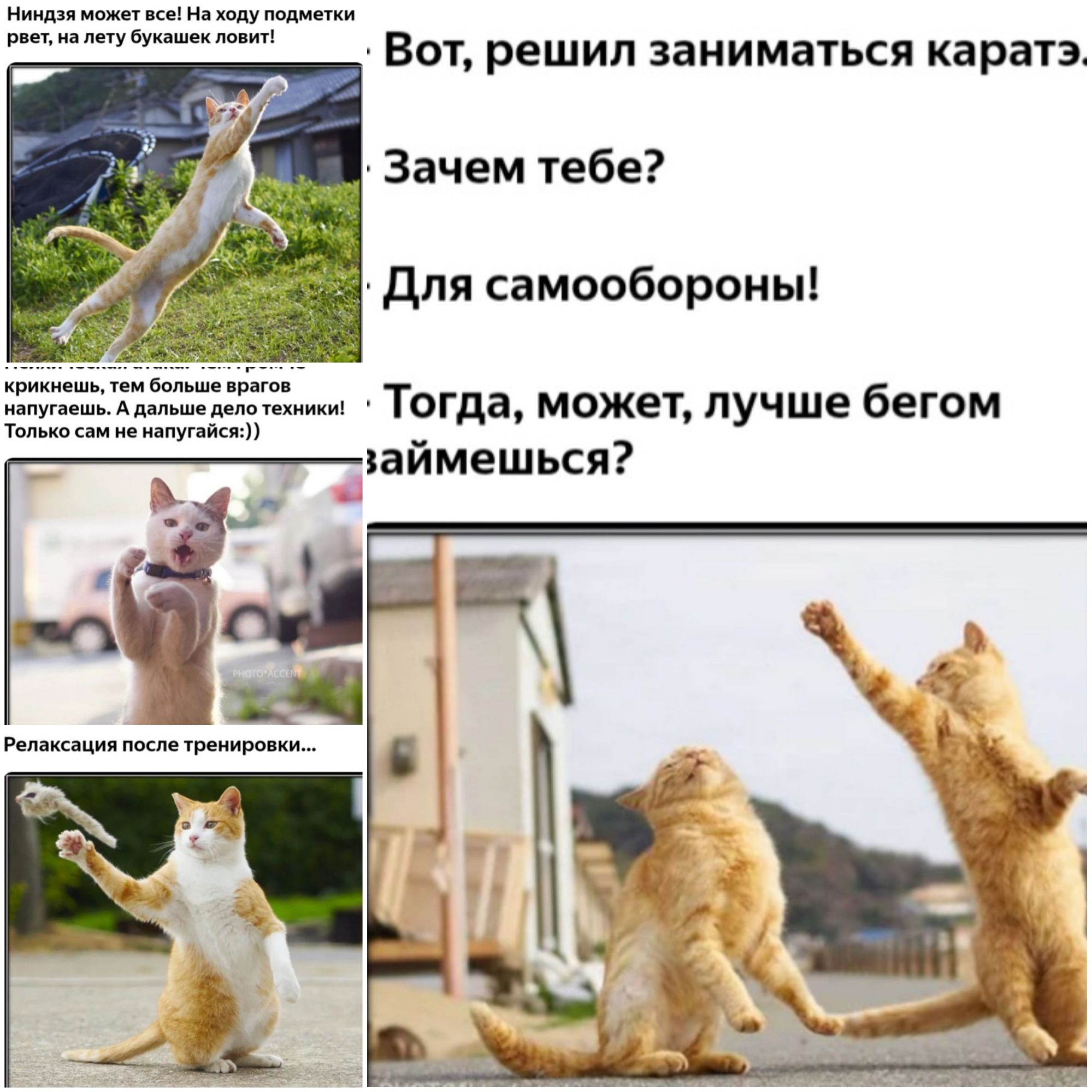 Ниндзя может все На ходу подметки рвет на лету букашек ловит Вот решил заниматься каратэ _ Зачем тебе Для самообороны КРИКНеШЬ тем больше врагов напугаешь А дальше дело техники то гда может луч е бе ГО М Только сам не напугайся займешься