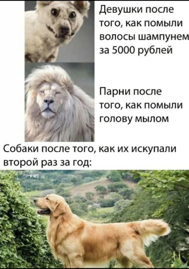 Девушки после того как помыли волосы шампунем за 5000 рублей Парни после __ того как помыли голову мылом Собаки после того как их искупали второй раз за го