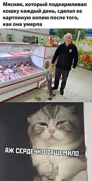 Мясник который подкармливап кошку каждый день сделал ее картонную копию после того как она умерла лживые чм