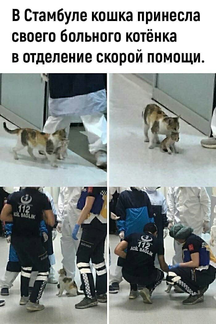 В Стамбуле кошка принесла своего больного котёнка в отделение скорой помощи