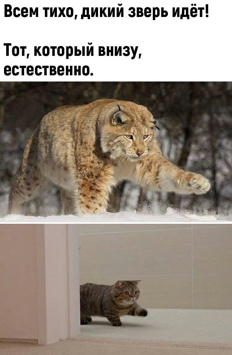Всем тихо дикий зверь идёт Тот который внизу естественно